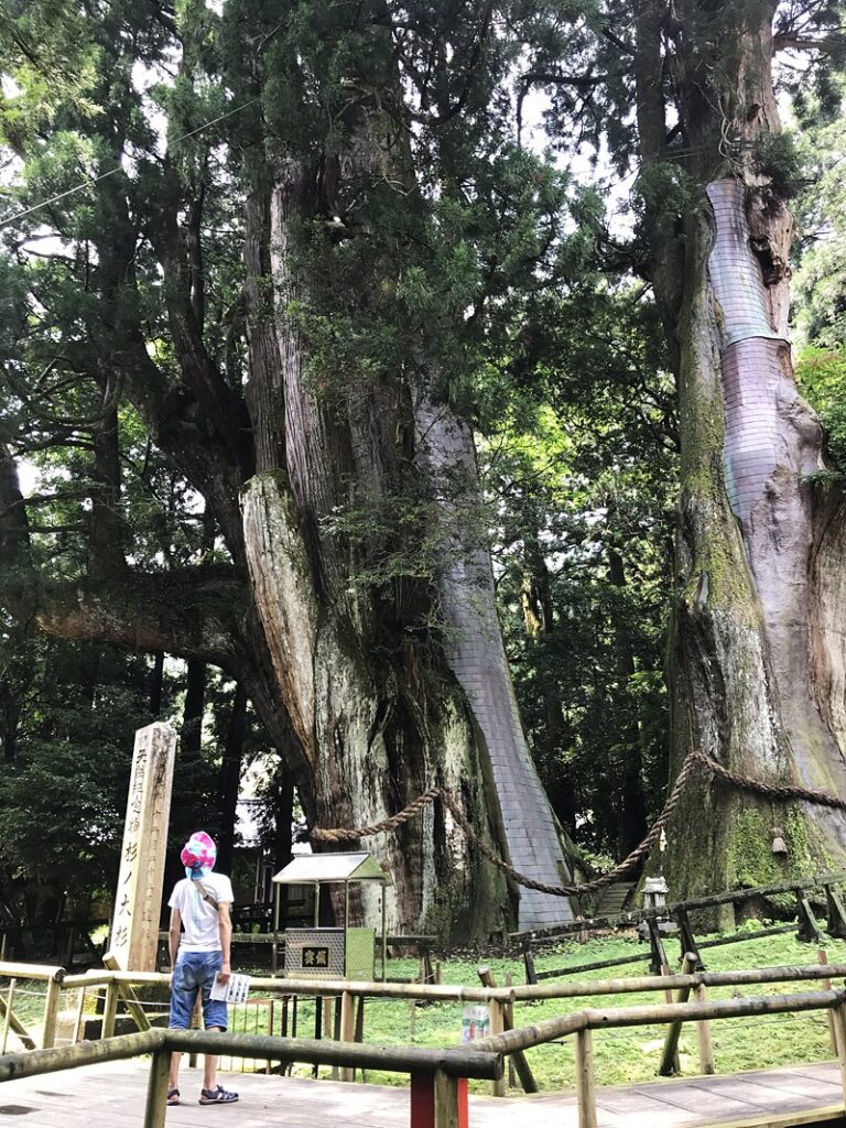 特別天然記念物「杉の大杉」